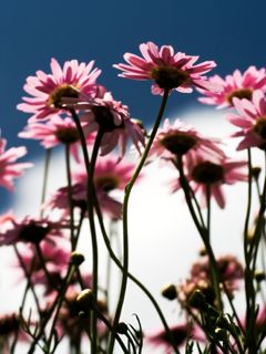 Schöne Rosa Blumen