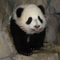 Niedlicher Panda-Welpe