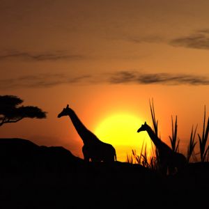 Giraffen-Silhouette bei Sonnenuntergang
