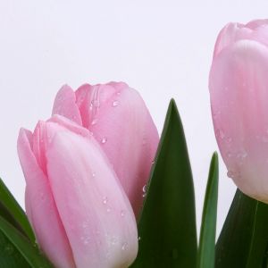 Rosa Tulpen mit Tau