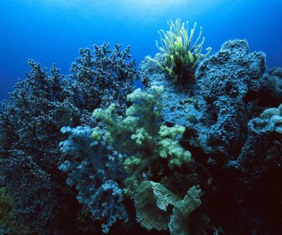 Lebendiges Korallenriff unter Wasser