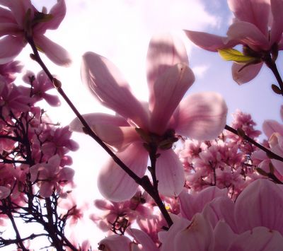 Schöne Rosa Magnolienblüten