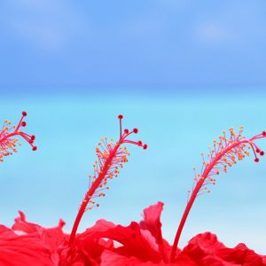 Lebendige Rote Hibiskusblüten