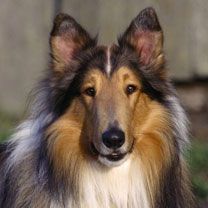 Schöner Collie Hund