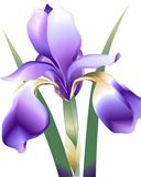 Schöne Lila Irisblume