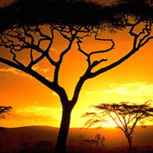 Beeindruckender Sonnenuntergang über Akazien