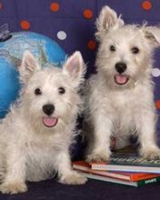Niedliche West Highland Terrier