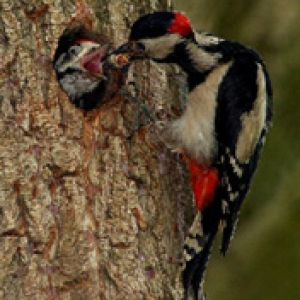 Specht füttert Küken