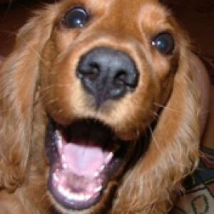 Glücklicher Goldener Cocker Spaniel