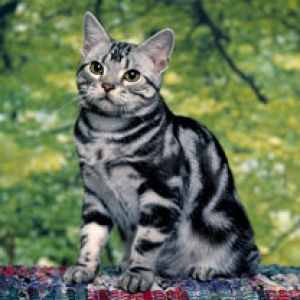 Niedliche Silberne Tabby Katze