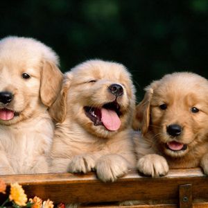 Niedliche Golden Retriever Welpen