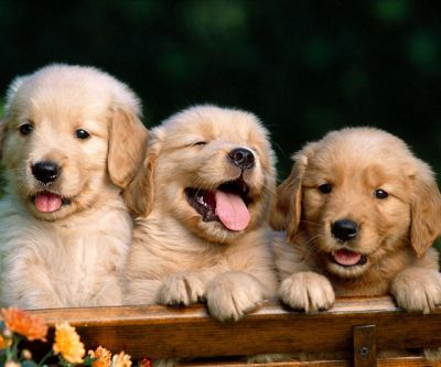 Niedliche Golden Retriever Welpen