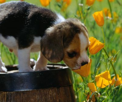Beagle Welpe in Blumen