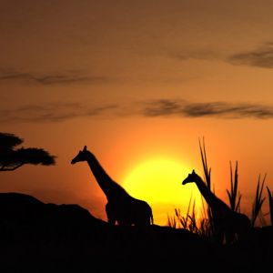 Giraffen-Silhouette bei Sonnenuntergang