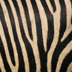 Zebra Streifen Muster