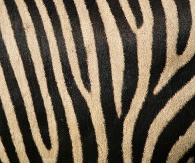 Zebra Streifen Muster