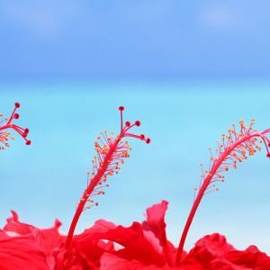 Lebendige Rote Hibiskusblüten