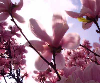 Schöne Rosa Magnolien