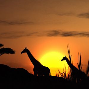 Giraffen-Silhouette bei Sonnenuntergang