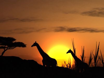 Giraffen-Silhouette bei Sonnenuntergang