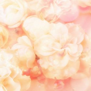 Weicher Rosa Blumenhintergrund