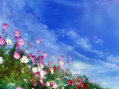 Buntes Blumenfeld