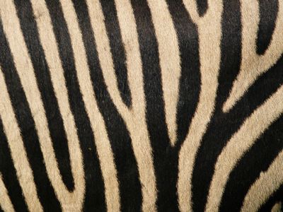 Zebra Streifen Muster