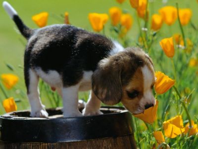 Süßer Welpe in Blumen