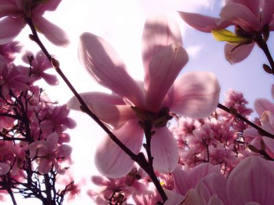 Schöne rosa Magnolienblüten