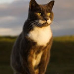 Niedliche Katze bei Sonnenuntergang