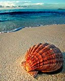Schöne Muschel am Strand