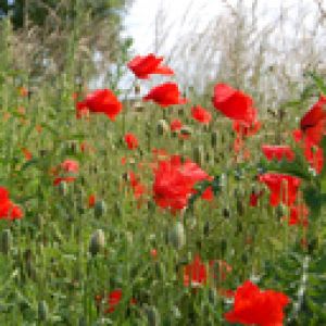 Lebendige Rote Mohnblumen in der Natur