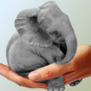Süßes Baby-Elefant
