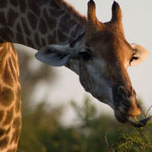 Giraffe Frisst Blätter