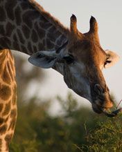 Giraffe Frisst Blätter
