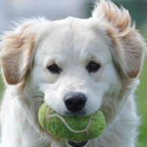 Süßer Hund mit Tennisball
