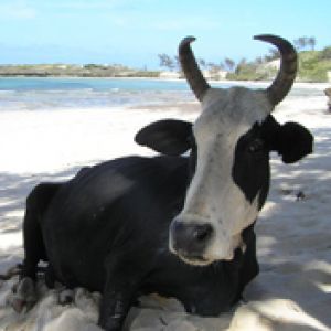 Kuh Entspannt am Strand