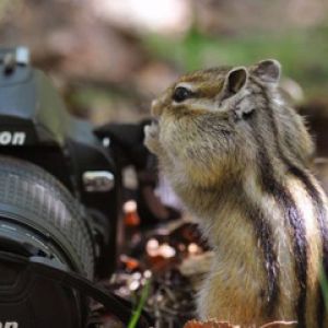 Neugieriges Eichhörnchen mit Kamera