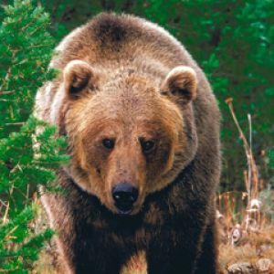 Majestätischer Grizzlybär