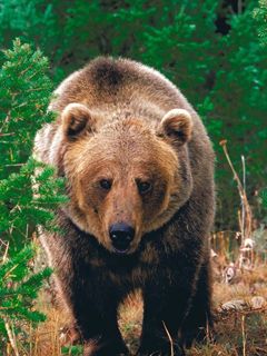 Majestätischer Grizzlybär