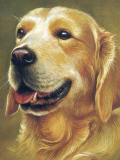 Porträt eines Golden Retrievers
