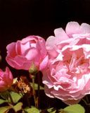 Schöne Rosa Rosen