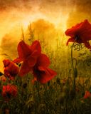 Lebendige Rote Mohnblumen in der Natur