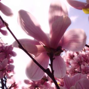 Schöne rosa Magnolienblüten