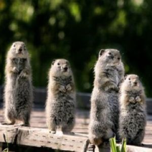 Niedliche Stehende Tiere