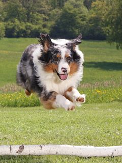 Verspielter Hund in Aktion