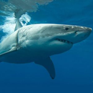 Großer Weißer Hai Unter Wasser