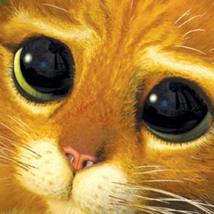 Niedliche Katze mit Großen Augen