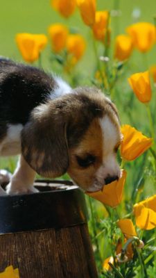 Süßes Welpen in Blumen