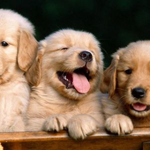 Süße Golden Retriever Welpen